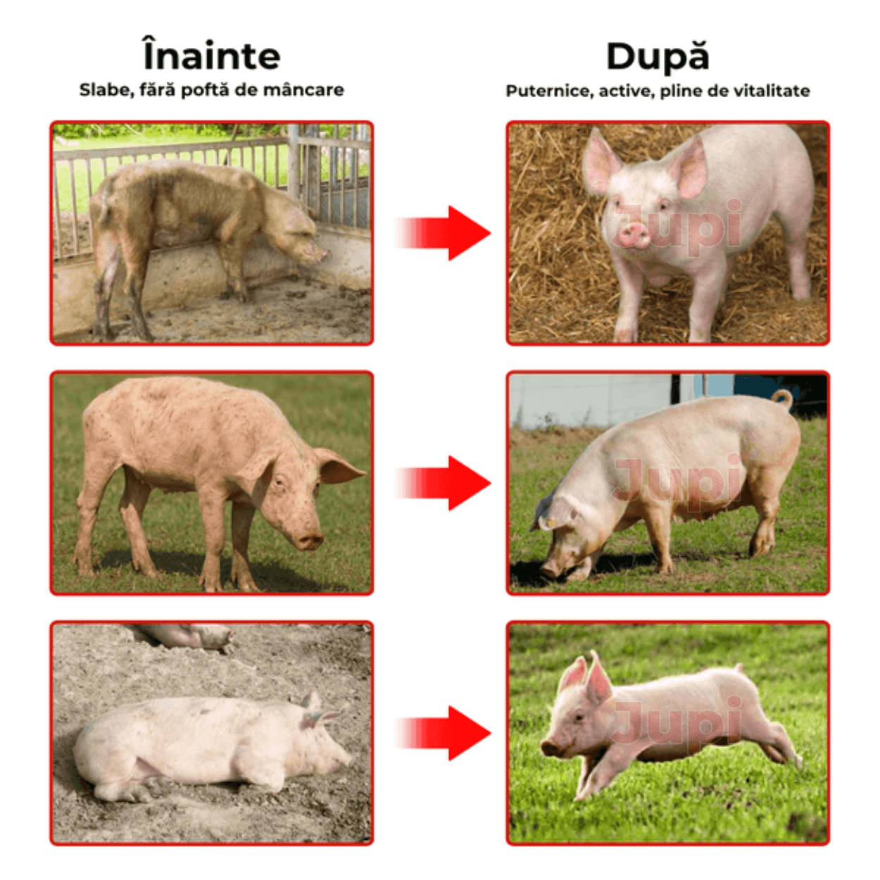 Aditiv Calciu Îngrășare Animale