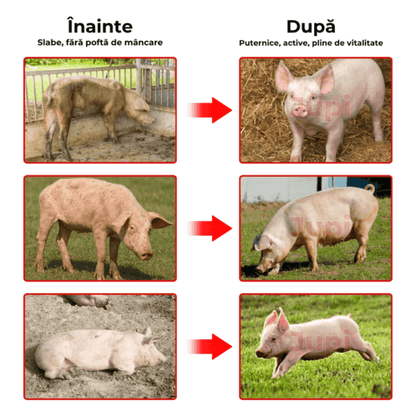 Aditiv Calciu Îngrășare Animale