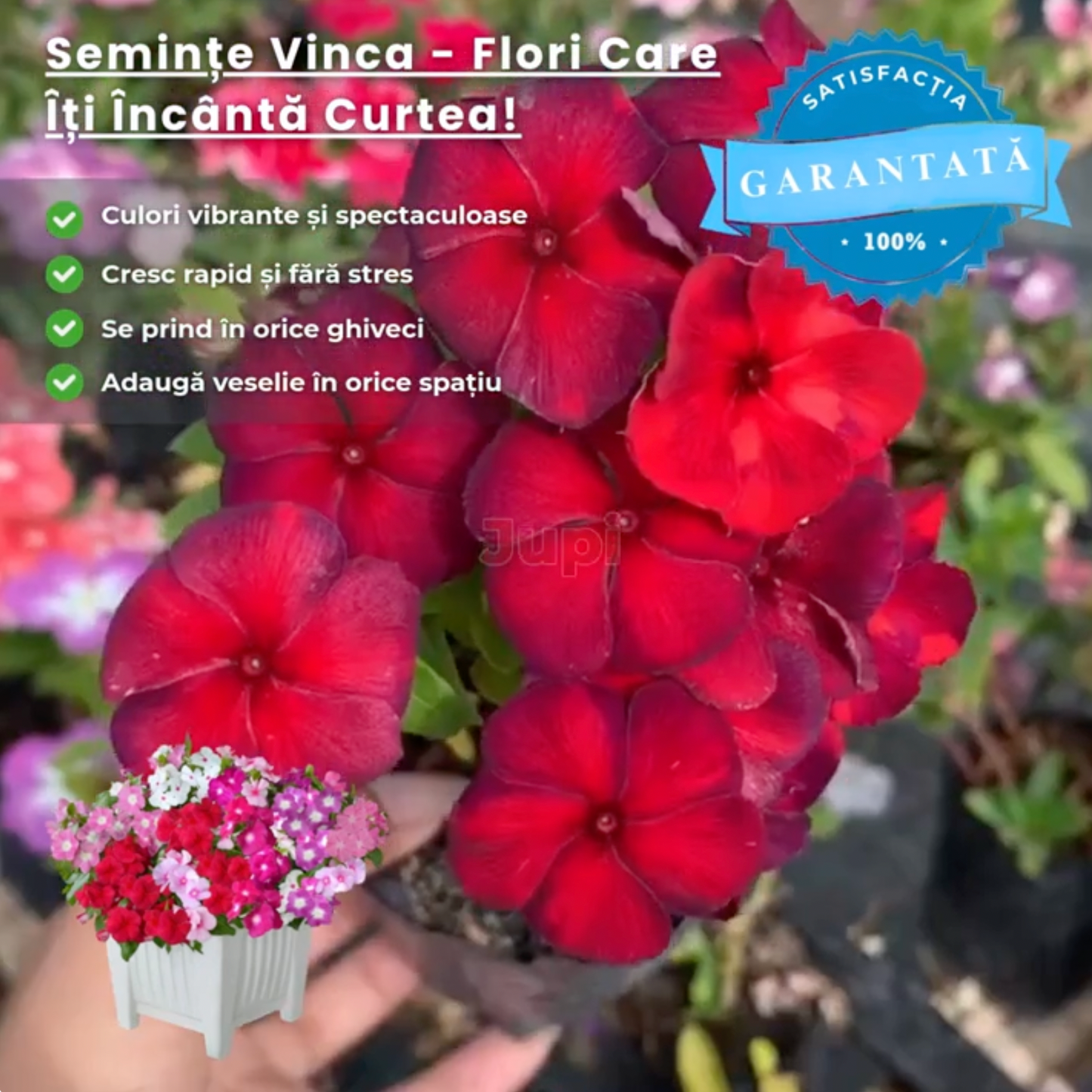 Semințe Vinca Rezistente