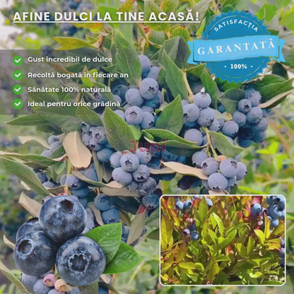 Afin Dulce de Grădină